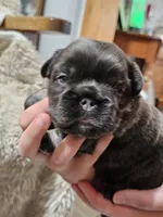 Latte, a female French Bulldog for sale in Hunnewell, MO – Photo 3 of 9