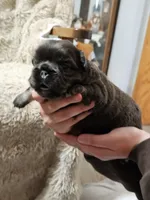 Latte, a female French Bulldog for sale in Hunnewell, MO – Photo 2 of 9