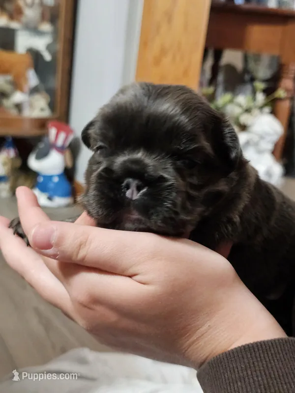 Latte – French Bulldog puppy for sale in Hunnewell, MO