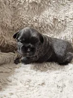 Latte, a female French Bulldog for sale in Hunnewell, MO – Photo 5 of 9