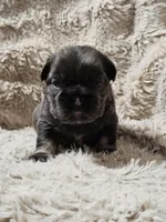 Latte, a female French Bulldog for sale in Hunnewell, MO – Photo 7 of 9