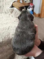 Latte, a female French Bulldog for sale in Hunnewell, MO – Photo 4 of 9