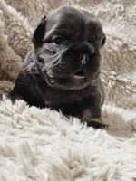 Latte, a female French Bulldog for sale in Hunnewell, MO – Photo 8 of 9