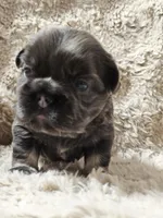 Latte, a female French Bulldog for sale in Hunnewell, MO – Photo 6 of 9