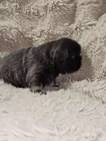 Latte, a female French Bulldog for sale in Hunnewell, MO – Photo 9 of 9