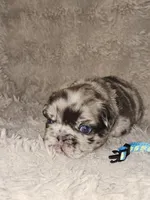 Mocha, a male French Bulldog for sale in Hunnewell, MO – Photo 4 of 10