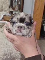 Mocha, a male French Bulldog for sale in Hunnewell, MO – Photo 8 of 10