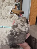 Mocha, a male French Bulldog for sale in Hunnewell, MO – Photo 7 of 10