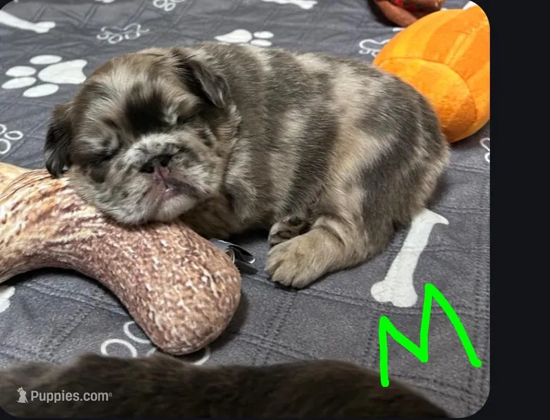 Mocha – French Bulldog puppy for sale in Hunnewell, MO