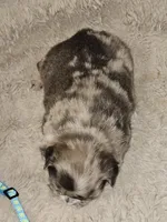 Mocha, a male French Bulldog for sale in Hunnewell, MO – Photo 5 of 10