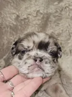 Mocha, a male French Bulldog for sale in Hunnewell, MO – Photo 6 of 10