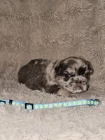 Mocha, a male French Bulldog for sale in Hunnewell, MO – Photo 2 of 10