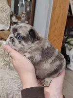 Mocha, a male French Bulldog for sale in Hunnewell, MO – Photo 9 of 10