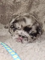 Mocha, a male French Bulldog for sale in Hunnewell, MO – Photo 10 of 10