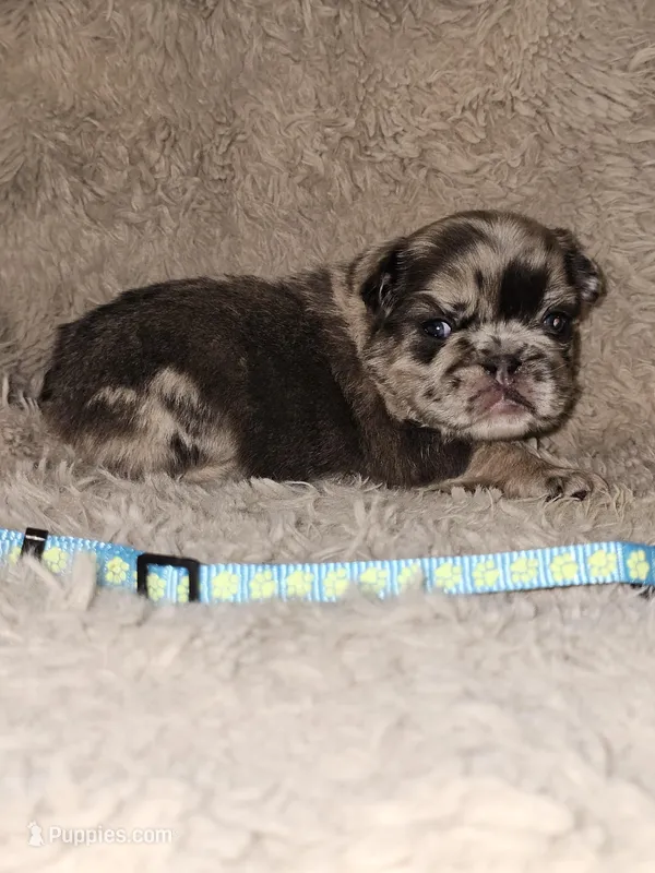 Mocha – French Bulldog puppy for sale in Hunnewell, MO