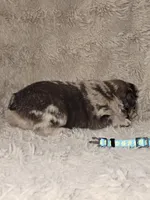 Mocha, a male French Bulldog for sale in Hunnewell, MO – Photo 3 of 10