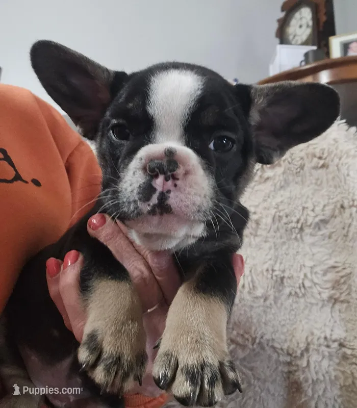 Oreo – French Bulldog puppy for sale in Hunnewell, MO