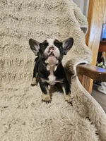 Oreo, a female French Bulldog for sale in Hunnewell, MO – Photo 6 of 6