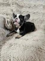 Oreo, a female French Bulldog for sale in Hunnewell, MO – Photo 5 of 6