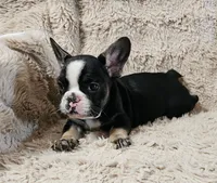 Oreo, a female French Bulldog for sale in Hunnewell, MO – Photo 2 of 6