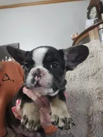 Oreo, a female French Bulldog for sale in Hunnewell, MO – Photo 4 of 6