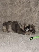 Coco, a male French Bulldog for sale in Hunnewell, MO – Photo 4 of 10