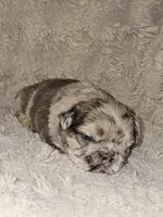 Coco, a male French Bulldog for sale in Hunnewell, MO – Photo 2 of 10