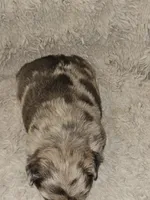 Coco, a male French Bulldog for sale in Hunnewell, MO – Photo 3 of 10