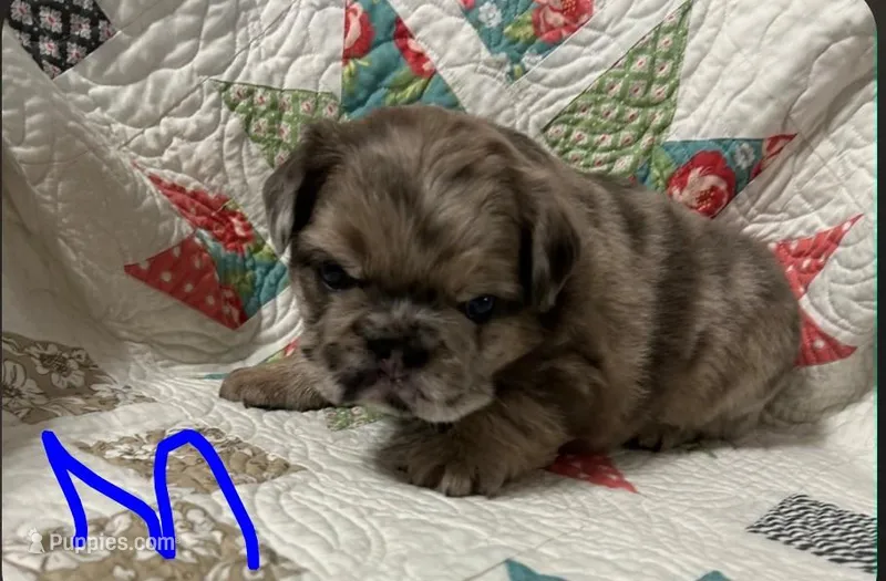 Coco – French Bulldog puppy for sale in Hunnewell, MO