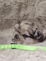 Coco, a male French Bulldog for sale in Hunnewell, MO – Photo 10 of 10