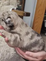 Coco, a male French Bulldog for sale in Hunnewell, MO – Photo 5 of 10