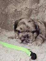 Coco, a male French Bulldog for sale in Hunnewell, MO – Photo 8 of 10