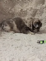 Coco, a male French Bulldog for sale in Hunnewell, MO – Photo 7 of 10