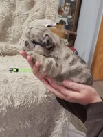 Coco, a male French Bulldog for sale in Hunnewell, MO – Photo 6 of 10