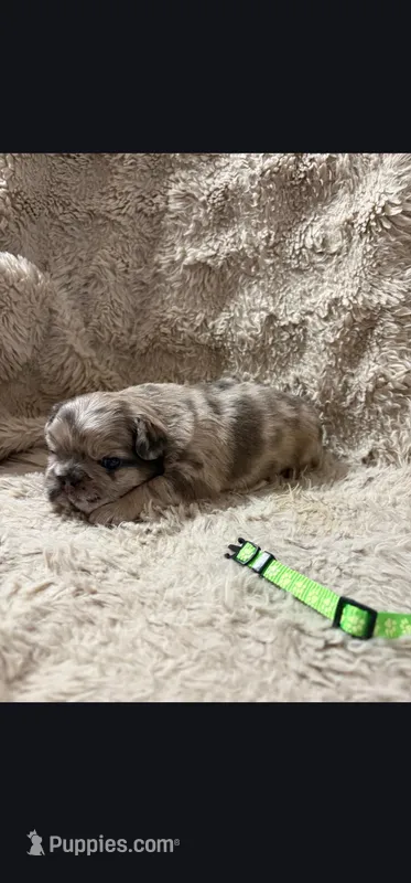 Coco – French Bulldog puppy for sale in Hunnewell, MO