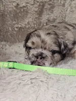 Coco, a male French Bulldog for sale in Hunnewell, MO – Photo 9 of 10