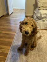 Aladdin, a male Poodle - Miniature  for sale in Dumont, NJ – Photo 2 of 3