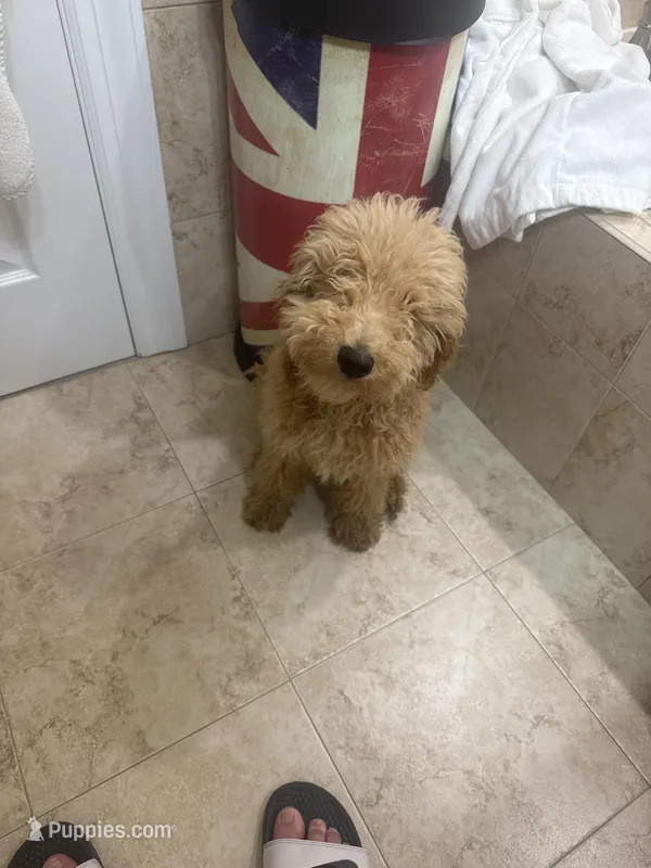 Aladdin – Poodle - Miniature  puppy for sale in Dumont, NJ