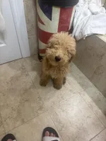 Aladdin, a male Poodle - Miniature  for sale in Dumont, NJ – Photo 1 of 3