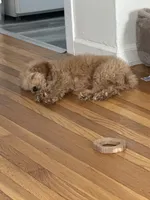 Aladdin, a male Poodle - Miniature  for sale in Dumont, NJ – Photo 3 of 3