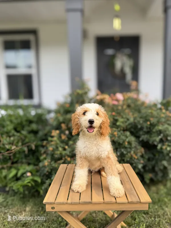 Tahiti – Goldendoodle, Poodle - Miniature  puppy for sale in Clarksville, TN