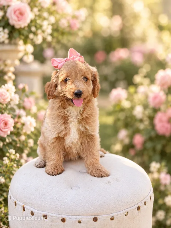 Nala – Goldendoodle, Poodle - Toy  puppy for sale in Clarksville, TN