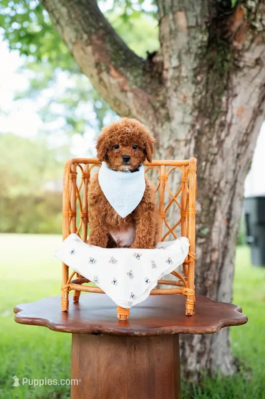 Tigger – Goldendoodle, Poodle - Toy  puppy for sale in Clarksville, TN