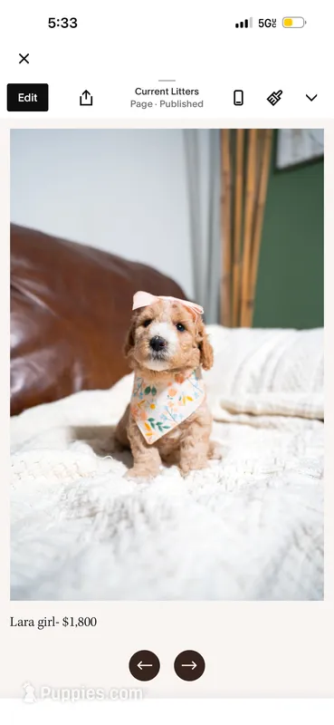 Lara – Goldendoodle, Poodle - Toy  puppy for sale in Clarksville, TN