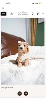 Lara, a female Goldendoodle and Poodle - Toy  for sale in Clarksville, TN – 1 of 1