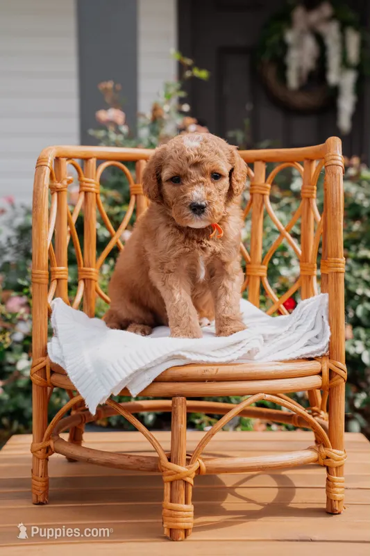 Rhaegar  – Poodle - Miniature , Miniature Goldendoodle puppy for sale in Clarksville, TN