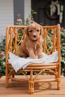 Rhaegar , a male Poodle - Miniature  and Miniature Goldendoodle for sale in Clarksville, TN – 1 of 1
