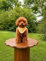 Justin, a male Goldendoodle and Poodle - Miniature  for sale in Clarksville, TN – 1 of 1
