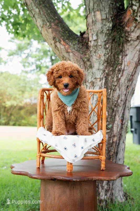 Eeyore – Goldendoodle, Poodle - Toy  puppy for sale in Clarksville, TN