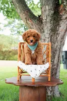 Eeyore, a male Goldendoodle and Poodle - Toy  for sale in Clarksville, TN – 1 of 2